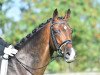 dressage horse Kalimero (Trakehner, 2011, from Elfado)