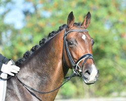 dressage horse Kalimero (Trakehner, 2011, from Elfado)