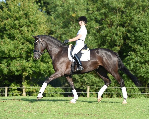 broodmare Kolombine (Trakehner, 2011, from All Inclusive)