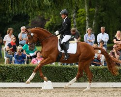 stallion Shillong (Trakehner, 2012, from Lions-Club)