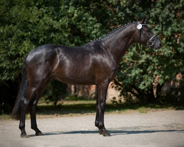 Dressurpferd Basir (Trakehner, 2013, von Schwarzgold)