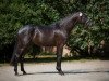 dressage horse Basir (Trakehner, 2013, from Schwarzgold)