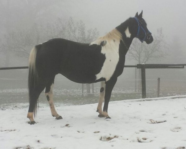 broodmare Gala R (Polish Warmblood, 2005, from Gosler)