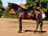 dressage horse Under Fire (Trakehner, 2013, from Saint Cyr)