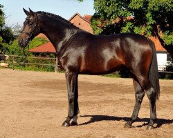 dressage horse Under Fire (Trakehner, 2013, from Saint Cyr)