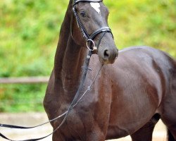 stallion Pinoit Noir (Trakehner, 2013, from Rheinklang)