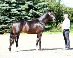 dressage horse Intarsio (Trakehner, 2013, from Ovaro)