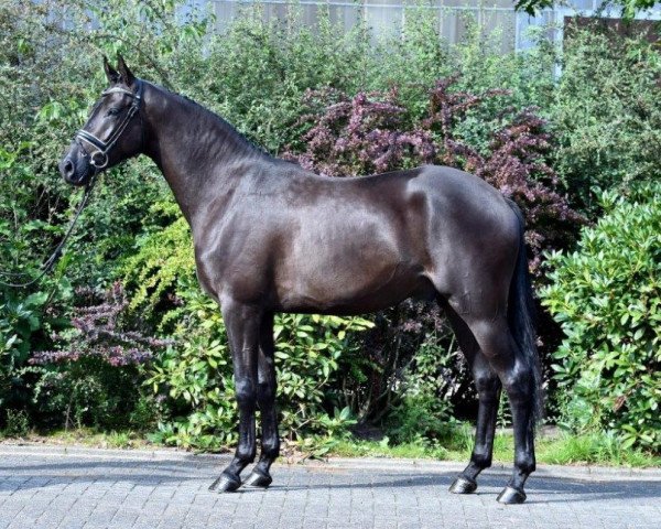 dressage horse Bourani (Trakehner, 2013, from E.H. Millennium)