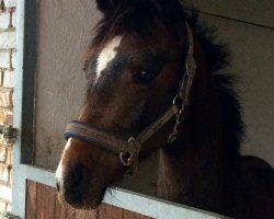 dressage horse Belsario L (German Sport Horse, 2014, from Belantis)