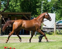 broodmare Granny Smith (Hanoverian, 2010, from Graf Top)