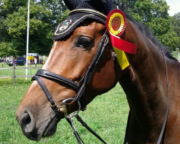 jumper Priba (KWPN (Royal Dutch Sporthorse), 2006, from Valentino Ddh)