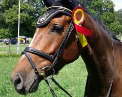 jumper Priba (KWPN (Royal Dutch Sporthorse), 2006, from Valentino Ddh)