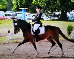 dressage horse Oleya (German Riding Pony, 2007, from Marco Polo)