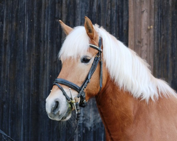 dressage horse Mikosch (11,72% ox) (Edelbluthaflinger, 2001, from Neptun (17,19% ox))