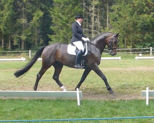 dressage horse Holunda Honig (Hanoverian, 2007, from Hofrat)