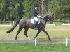 dressage horse Holunda Honig (Hanoverian, 2007, from Hofrat)