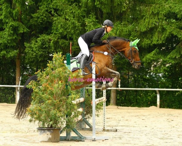 Pferd Carfield (Württemberger, 1997, von Calmaro)