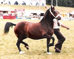 broodmare Pantanamlwg Rosina (Welsh-Cob (Sek. D), 1978, from Derwen Rosina's Last)