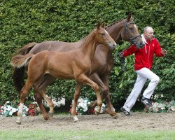 dressage horse Fashion´s eleven (Westphalian, 2015, from Fashion Maker)