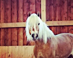 horse Urmel (Haflinger, 2004, from Amor (7,81% ox))