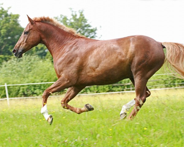 dressage horse Nanunando (German Riding Pony, 2002, from Nature Boy)