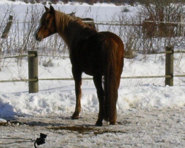 broodmare Paola (German Riding Pony, 1991, from Pharao N)