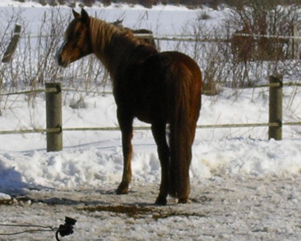 Zuchtstute Paola (Deutsches Reitpony, 1991, von Pharao N)