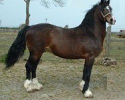 stallion Derwen Royal Express (Welsh-Cob (Sek. D), 1986, from Derwen Railway Express)