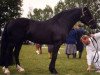 stallion Derwen Ribbon of Blue (Welsh-Cob (Sek. D), 1978, from Derwen Rosina's Last)