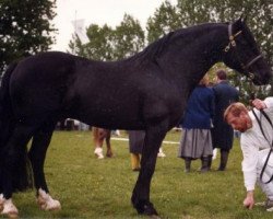 stallion Derwen Ribbon of Blue (Welsh-Cob (Sek. D), 1978, from Derwen Rosina's Last)