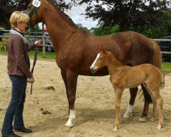 broodmare Feldr"schen (Oldenburg, 2015, from Figari)