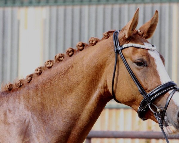 dressage horse Delorean B (German Riding Pony, 2011, from Dornik B)