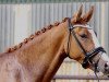 dressage horse Delorean B (German Riding Pony, 2011, from Dornik B)