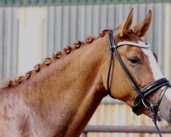 Dressurpferd Delorean B (Deutsches Reitpony, 2011, von Dornik B)