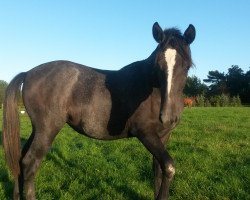 Pferd Ezra Favory Elfes (Lipizzaner, 2014, von Favory Favorit (HU))