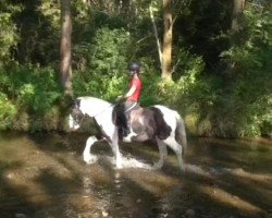 Pferd Pats Dolly (Tinker / Irish Cob / Gypsy Vanner, 2010)