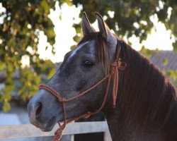 Pferd Jaleo (Pura Raza Espanola (PRE),  )