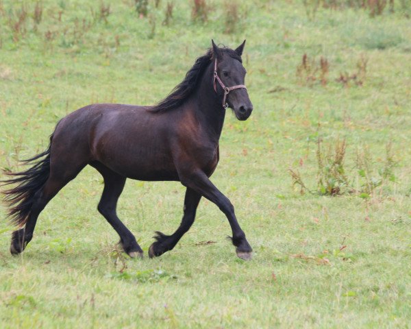 Pferd Rosanne (Friese, 2013, von Sjouke 453)