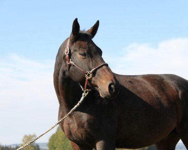 horse Lines (Württemberger, 2004)