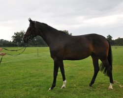 dressage horse Cinemon (Rheinländer, 2011, from Fidertanz)