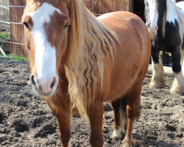 horse Bluehaven Rhapsody (Welsh-Cob (Sek. C), 2007, from Persie Sir Russel)