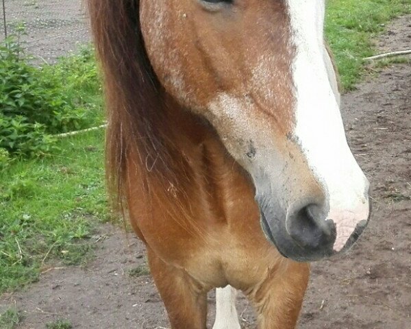 horse Léttir von Engelern (Iceland Horse, 1991)