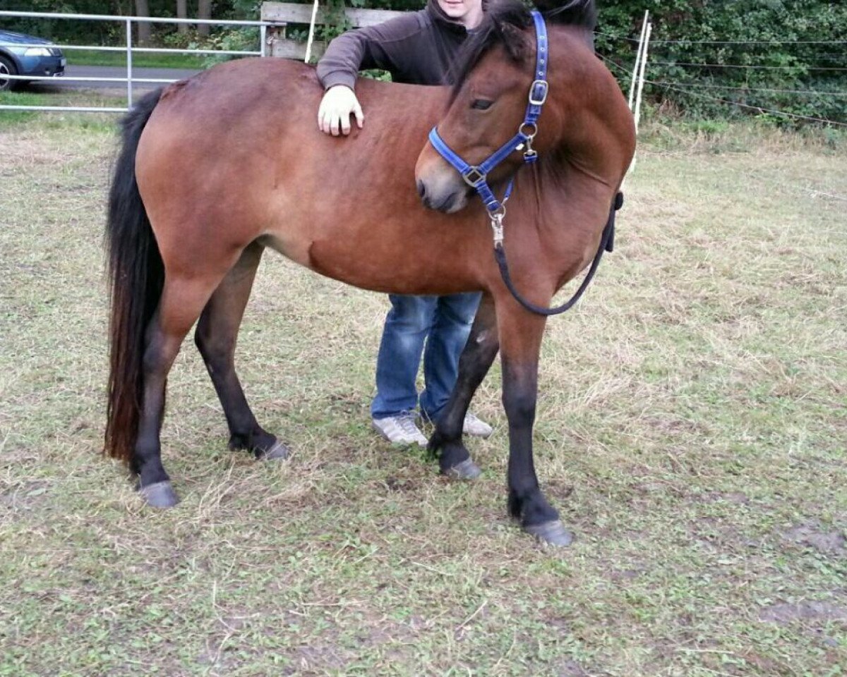 Pferd Glæsa von Seimur (Islandpferd, 2012, von Tengri vom Hölterhof)