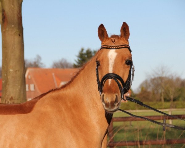 dressage horse Wischhoffs Olymp (German Riding Pony, 2011, from High Flow's Oxford)