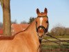 dressage horse Wischhoffs Olymp (German Riding Pony, 2011, from High Flow's Oxford)