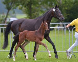 broodmare Lubega (Bavarian, 2003, from Sandro Hit)