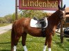 broodmare Fantasia 134 (Oldenburg, 2010, from Quarterline)