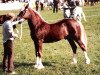 stallion Tireinon Jubilation (Welsh-Cob (Sek. D), 1985, from Cippyn Red Flyer)