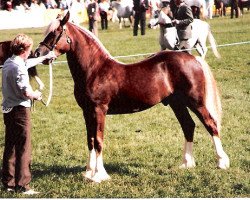 Deckhengst Tireinon Jubilation (Welsh-Cob (Sek. D), 1985, von Cippyn Red Flyer)