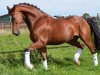 dressage horse Pepper 112 (Westphalian, 2001, from Pep)